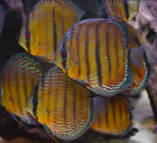 Feng Discus