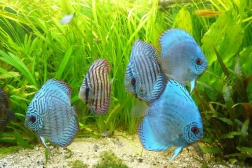 Learn About Symphysodon Discus (Pompadour Fish)