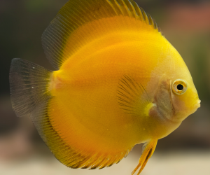 Golden Yellow Discus | Yellow Discus Fish | DiscusGuy