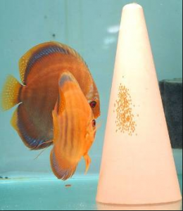 How to Breed Discus Fish | Breed Discus | DiscusGuy