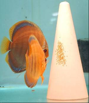 breeding discus fish for sale