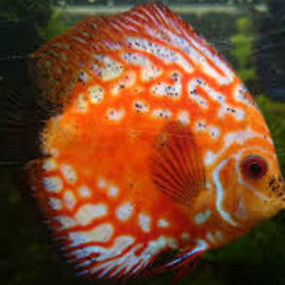black peppering on discus fish