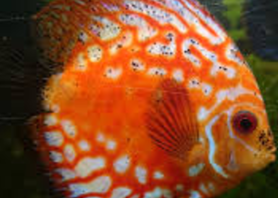 black peppering on discus fish