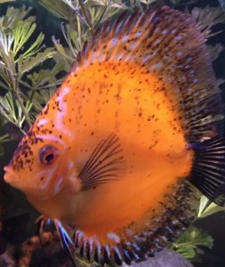 black spots on discus fish