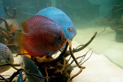 how to get a great deal on a discus fish aquarium