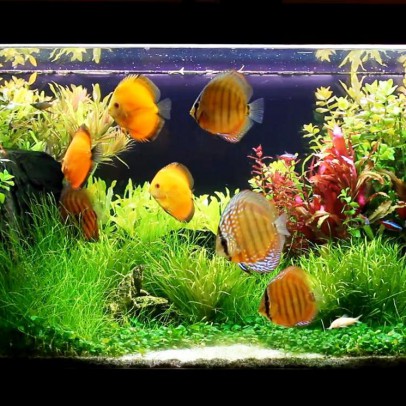 discus fish tank