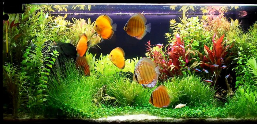 Discus fish Tank | Discus Fish Aquarium | DiscusGuy