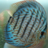 blue face discus
