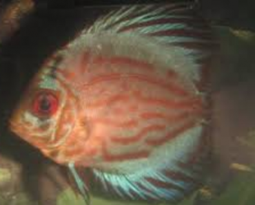 Stunted Discus Fish | Signs Of Stunted Discus Fish