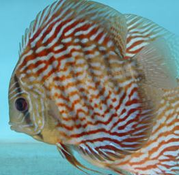 red eagle discus