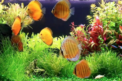 mixing domestic and wild discus