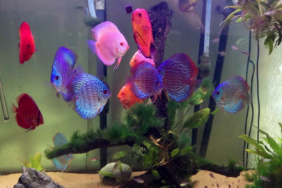 why discus fish are expensive