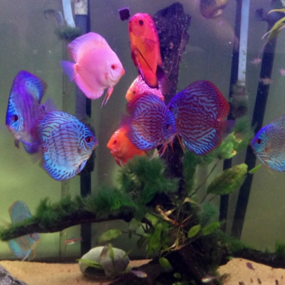 why discus fish are expensive
