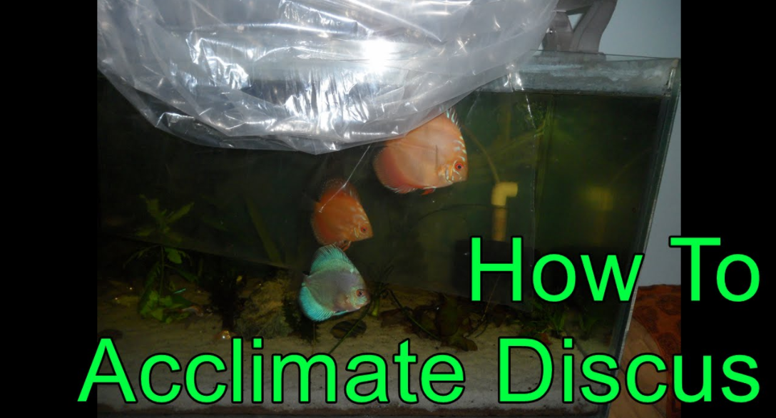 Discus Acclimation Methods How to Acclimate Your Discus Fish