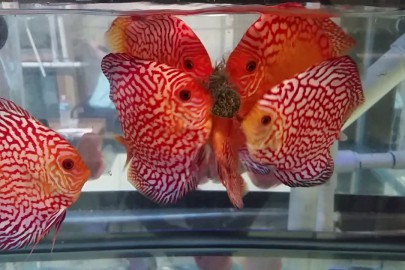 best food for discus