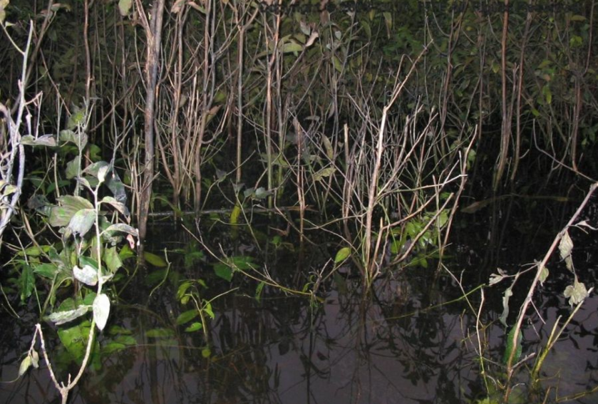 Discus Natural Habitat | How Discus Live in the Wild | DiscusGuy