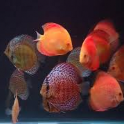 how many discus