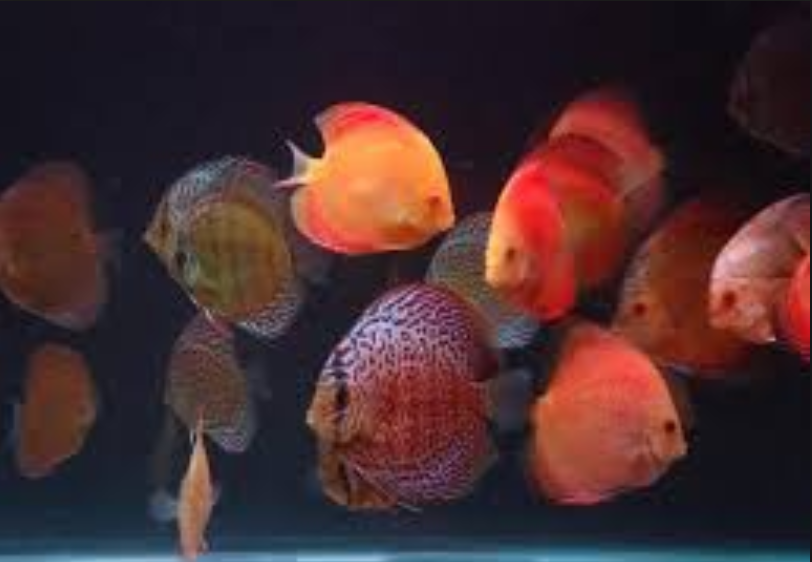 How Many Discus Fish | Discus Fish How Many Can I Keep