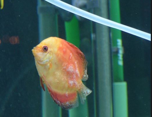 Fish Fungus Discus Fish For Sale Discus Fish Discusguy