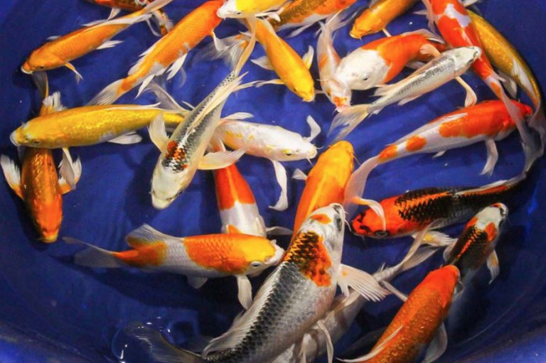 Feeding Discus Fish What Do Discus Fish Eat DiscusGuy