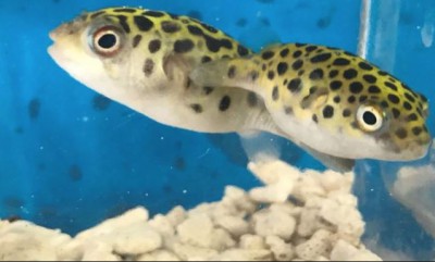 Freshwater Puffer Fish | Puffer Fish | Discus with Puffers | DiscusGuy