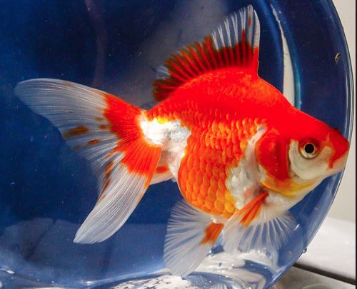 ryukin goldfish