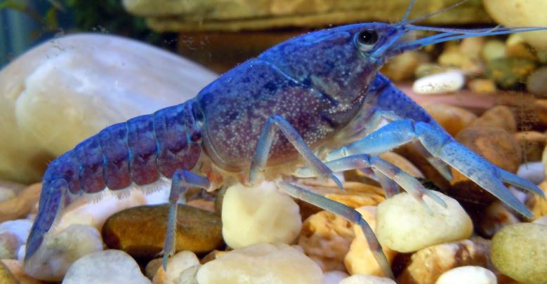 Blue Crawfish | Blue Crayfish | Electric Blue Crayfish | DiscusGuy
