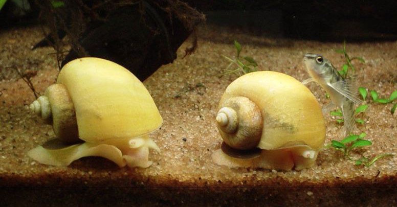 types of fish tank snails