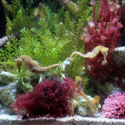 seahorse tanks
