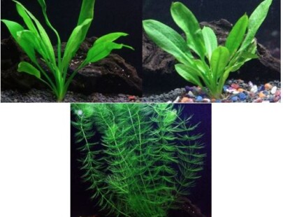 live aquarium plant bundle