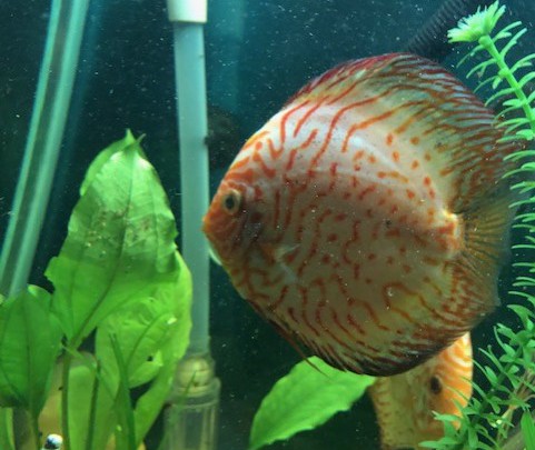 Discus Laid Eggs, How to Care for Discus Eggs