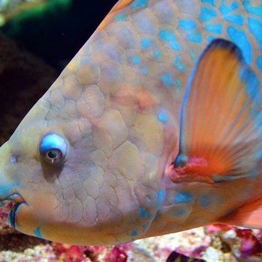 parrot fish habitat Archives | Discus Fish For Sale | Discus Fish ...