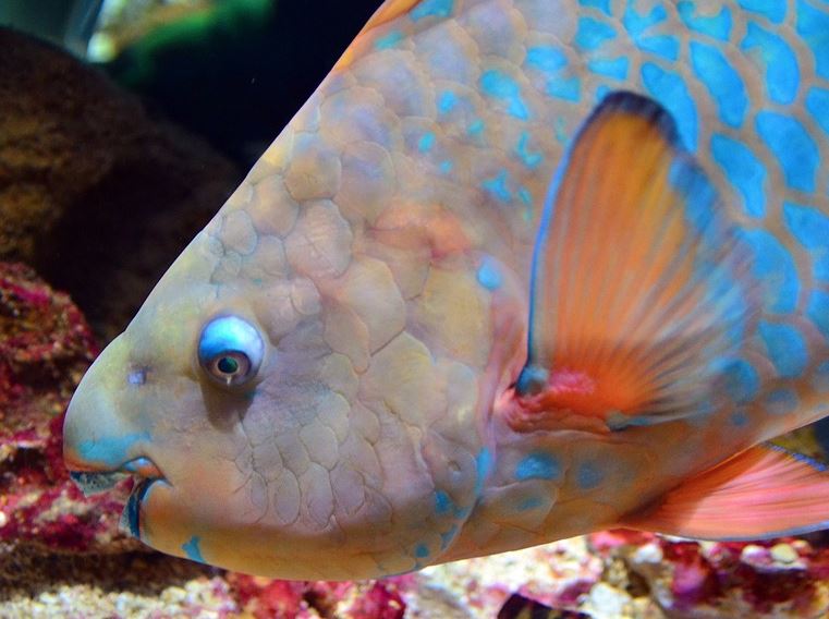 parrot fish