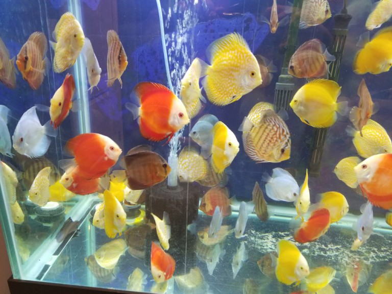 Assorted Discus Fish Assorted Discus DiscusGuy