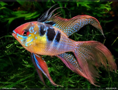 discus freshwater fish for sale