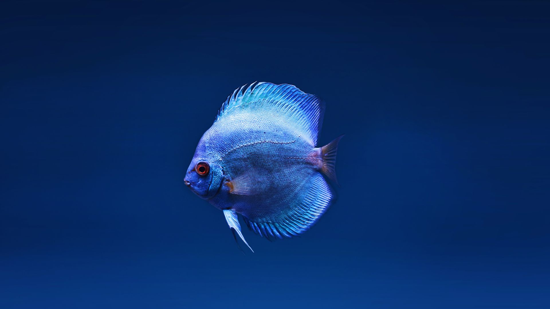 Quality Discus Fish For Sale - Get Discus Now - 🐟 DiscusGuy