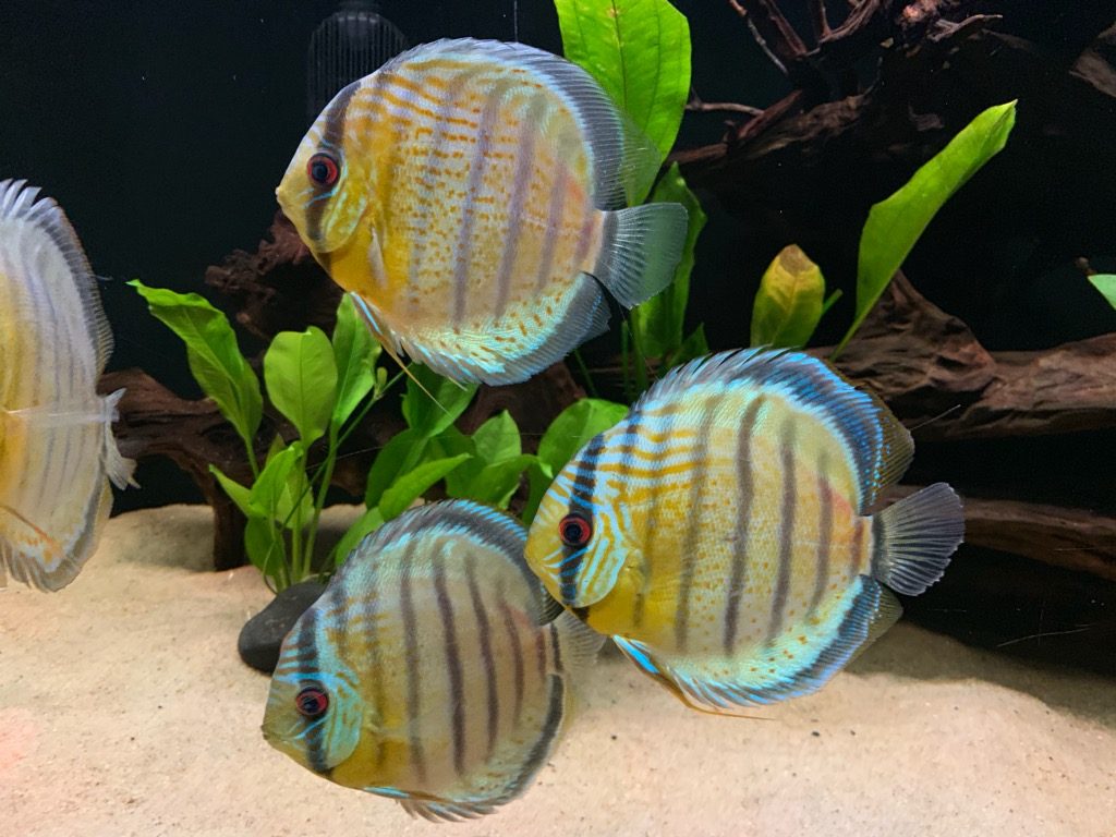 wild discus