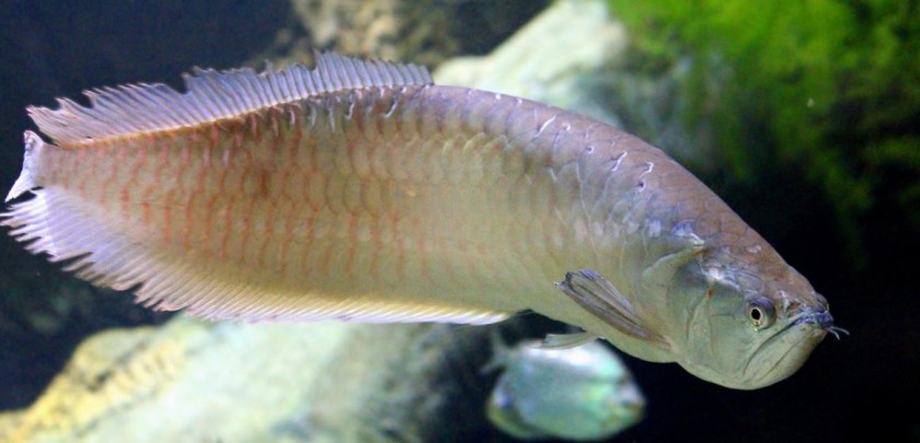 arowana fish