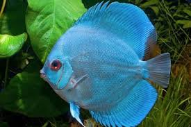 blue diamond discus