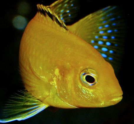 cichlids