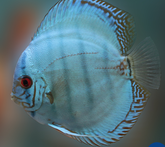 cobalt blue discus fish