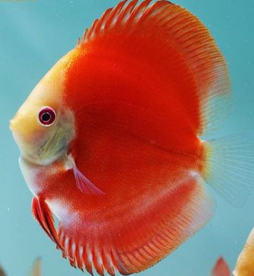 Marlboro Red Discus | DiscusGuy.com