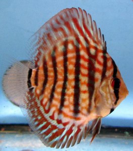 Super Red Turquoise Discus | Red Turquoise Discus | Discusguy