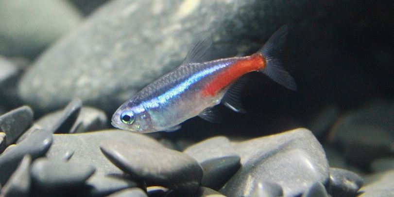 tetra fish