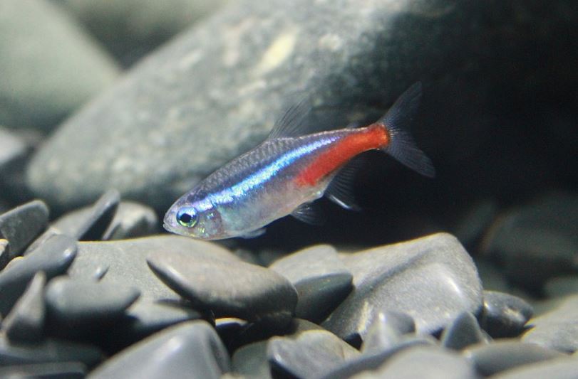 tetra fish