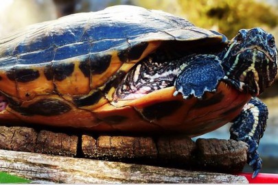 turtle tank