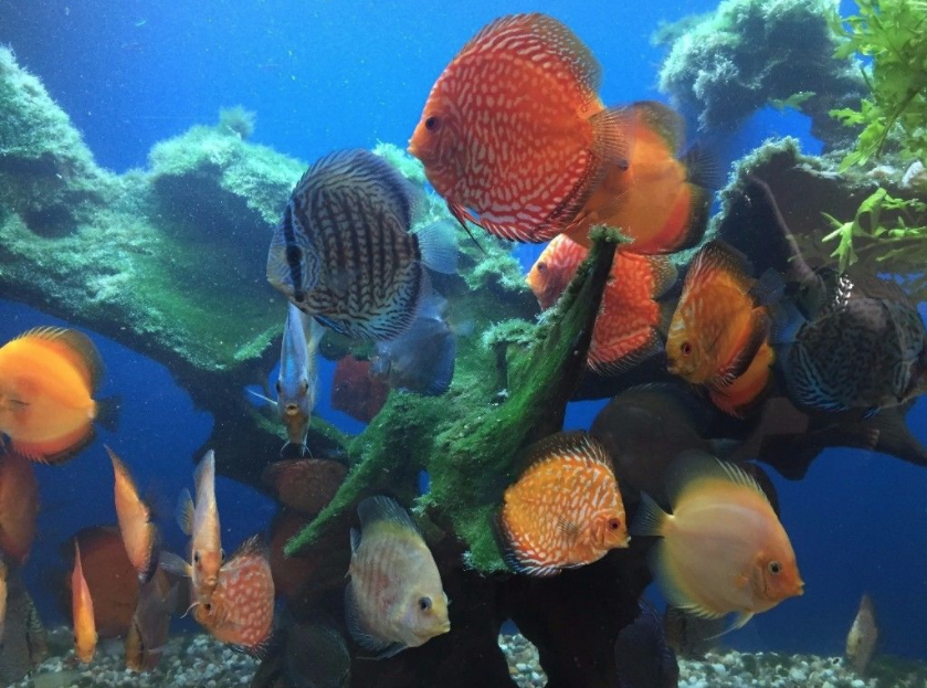 discus fish for sale