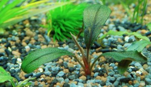 aquarium plants