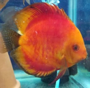 Red Mellon Discus - Breeding Male | Discus Fish For Sale | Discus Fish ...