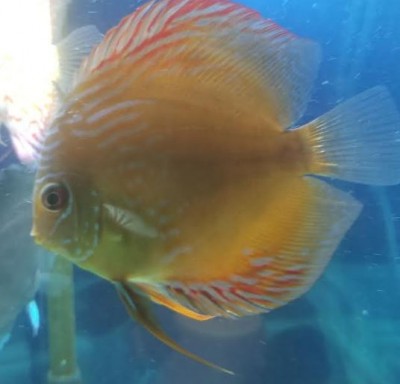 Royal Brown Discus - 4 Inch | Discus Fish For Sale | Discus Fish ...